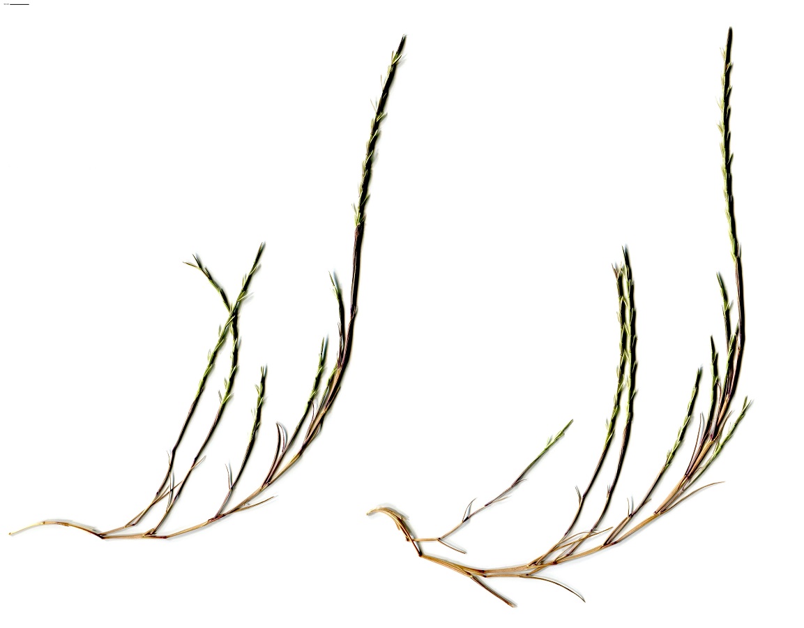 Parapholis filiformis (Poaceae)